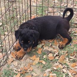 Girl 1 (Pink) - Black and tan female Rottweiler puppy in San Antonio, Texas from HAUS OF RZA