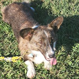 American Corgis and Pembroke Welsh Corgis from LOYAL T K9's CORGIS