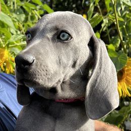 Weimaraners from Lockehaven Weimaraners - Enfield, NH