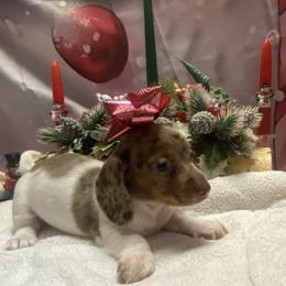 Piper Ann - Dapple female Dachshund puppy in Elizabethtown, Kentucky from Teeny Tiny Puppy Tails