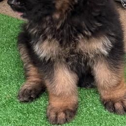 Prada - Black and red female German Shepherd puppy in Buena, New Jersey from Beauty and the Beast