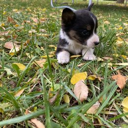 Blackjack - Black and white male Cardigan Welsh Corgi puppy in Rexburg, Tennessee from Corgi Gardens