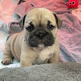 Lola - Fawn Bulldog puppy in Pittsfield, Massachusetts from Berkshire Bulldogs