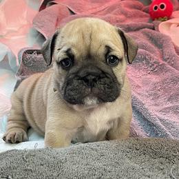 Lola - Fawn Bulldog puppy in Pittsfield, Massachusetts from Berkshire Bulldogs