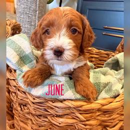 June - Red  female Goldendoodle puppy in Glendale, Arizona from Follow Your Bliss Doodles