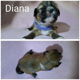 Diana - Red gold female Lhasa Apso puppy in Cincinnati, Ohio from Shangri-La Lhasa Apsos