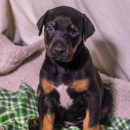 Blue Boy - Black and rust male Doberman Pinscher puppy in Shelby, North Carolina from IronBee Dobermans