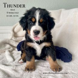 Boy 3 - Black rust and white Bernese Mountain Dog puppy in Lehi, Utah from Reeves Bernese