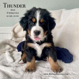 Boy 3 - Black rust and white Bernese Mountain Dog puppy in Lehi, Utah from Reeves Bernese