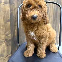 Orange - Red male Irish Doodle puppy in Bloomfield, Iowa from Schooley Doodles