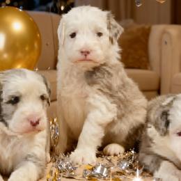 Bernedoodles, Cavapoos, and Sheepadoodles from RockaDoodles
