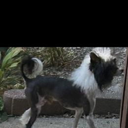 Chihuahua and Chinese Crested Puppies from Western Kentucky Chihuahua’s and Chinese Crested’s