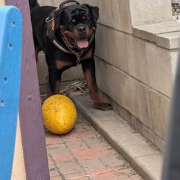 Rottweiler Puppies from Von Der Hing Rottweilers
