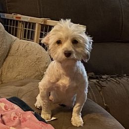 Perdy - Havanese