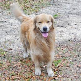 Norman - Golden Retriever