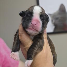 Boy 3 - male Boxer puppy in Red Boiling Springs, Tennessee from Silver Rain