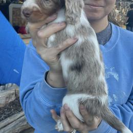 Dachshunds from Quick Little Dachshunds