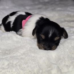 Stella - Parti female Yorkshire Terrier puppy in Mountain Grove, Missouri from Precious Puppies