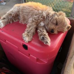 Cavapoo, Cockapoo, Goldendoodle, and Maltipoo Puppies from Perdue Puppies