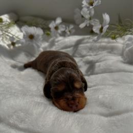 Saint - Chocolate and tan male Dachshund puppy in San Diego, California from Enchantables