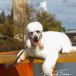 Aussiedoodle and Goldendoodle All Grown Up from Super Doodle Cute PNW