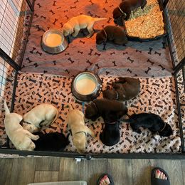 Labrador Retriever puppies from Darbytown Labradors
