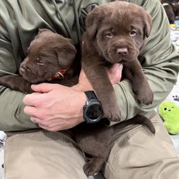 Labrador Retriever Puppies from Rustic Ridge Labradors