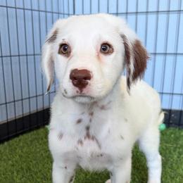 Henry long coat LUA - White and liver brown male Dalmatian puppy in Sedalia, Missouri from Missouri Dalmatians