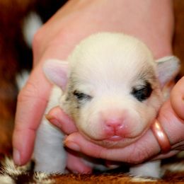 Blue Merle Boy - Blue merle and white male American Corgi puppy in Clovis, New Mexico from Sweet & Salty Cowdogs