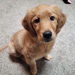 Golden Retrievers from Magnolia Country Hearts