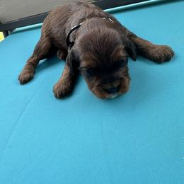 Bartholomew - Apricot male Cavapoo puppy in St. Louis, Missouri from Sweet Snuggles Cavapoos