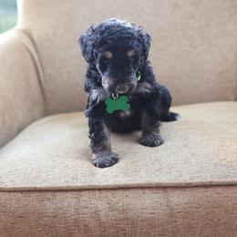 Light green collar male - Phantom male Bernedoodle puppy in Scottsboro, Alabama from Dixie Land Doodles