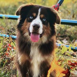 Reef - Miniature Australian Shepherd