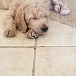 Poodle Puppies from Semper Poodelis