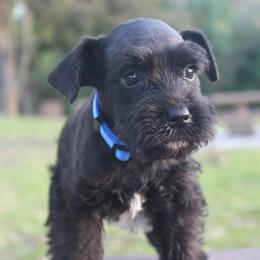 AKC Tokyo (Blue) - Black male Miniature Schnauzer puppy in Vista, California from Olympus Schnauzers