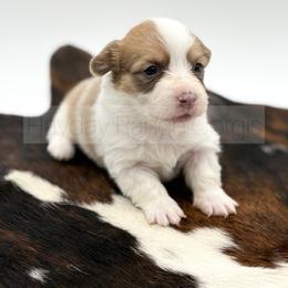 Candy Cane - Red female Pembroke Welsh Corgi puppy in Rozet, Wyoming from Hayday Ranch Corgis