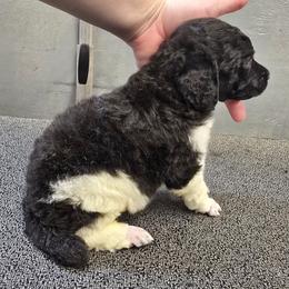 Tux Male - Parti male Poodle puppy in Patterson, California from Paterson Poodles