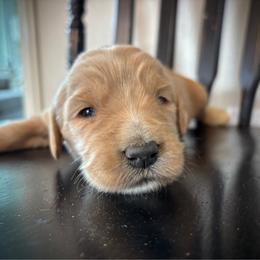 Girl 1 - Apricot female Goldendoodle puppy in Mattawan, Michigan from Doodifuldoods