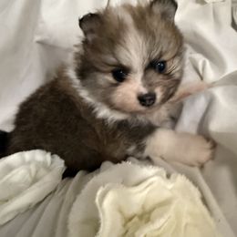 Cheddar - Orange parti male Pomeranian puppy in Zionville, North Carolina from Shaner Poms