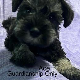 Ace - Salt and pepper male Miniature Schnauzer puppy in Newburgh, Indiana from Lakehouse Miniature Schnauzers of Southern Indiana
