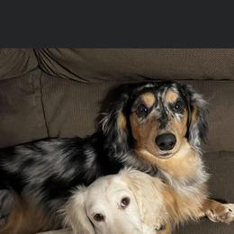 Geo - Dachshund