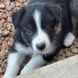 Girl 5 - Brown - Australian Shepherd puppy from MP Aussies