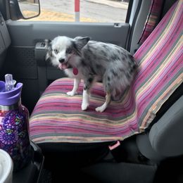 Toy Australian Shepherd All Grown Up from The Ranch of the Sun Toy Aussies
