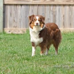 Ruby - Australian Shepherd