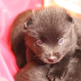 Schipperke Puppies from Walking Hart Schipperkes