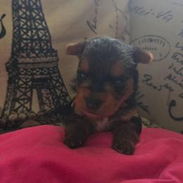 Pink Girl - Black and tan female Yorkshire Terrier puppy in St. Louis, Missouri from Yorkieville - Shih Tzu Nation