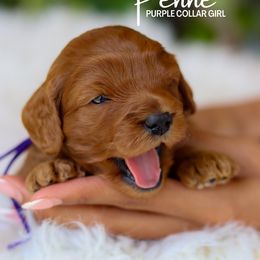 Penne - Red female Cavapoo puppy in Miami, Florida from Bailey & Bella Cavapoos