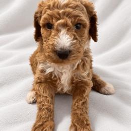 Red girl - Red  female Goldendoodle puppy in Vian, Oklahoma from Dog Days Doodles