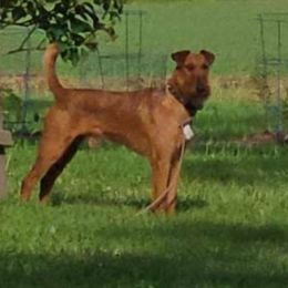 Har - Irish Terrier