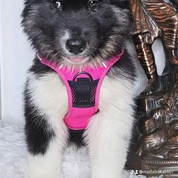 Siberian Husky Puppies from Springfield Huskies